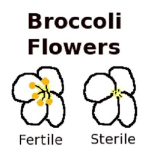 Landrace Gardening: Dealing With Cytoplasmic Male Sterility Image